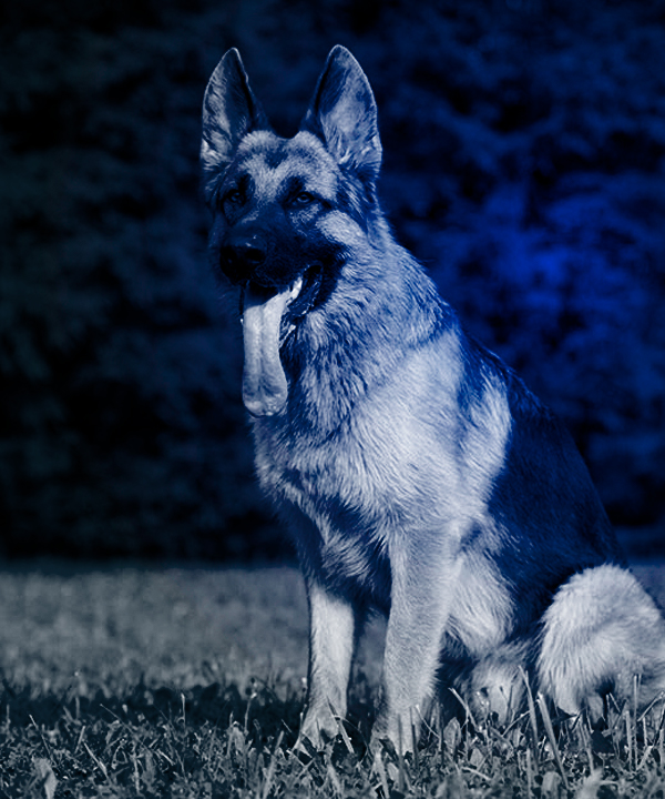 K9 UNIDAD CANINA